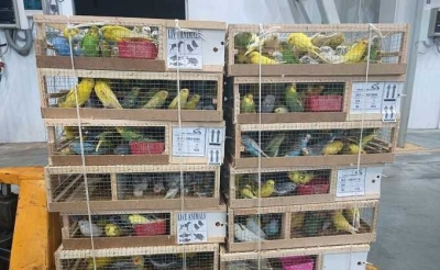 19 редких попугаев нашли в авиагрузе в аэропорту Жуковский